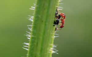 Härchen Brennnessel