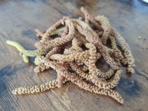 Haselkätzchen frisch vom Baum gepflückt