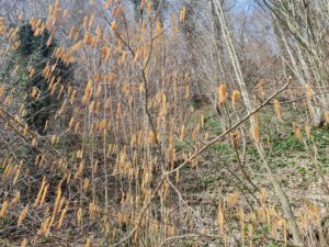 Haselkätzchen am Strauch