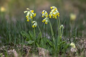 Schlüsselblumen auf der Wiese