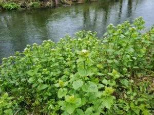 Knoblauchsrauke am Gewässer