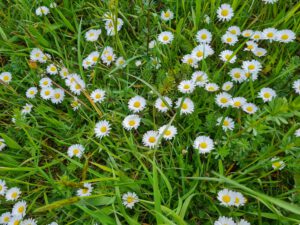 Gänseblümchen auf der Wiese