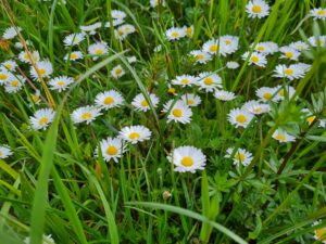 Gänseblümchen auf der Wiese