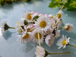 Gänseblümchen