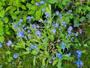 Vergissmeinnicht im Garten