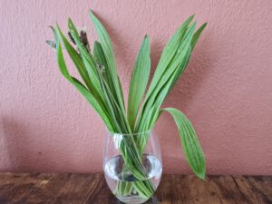 Spitzwegerich in der Vase