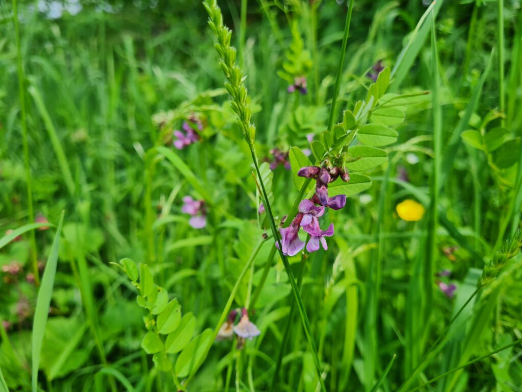 Zaunwicke auf der Wiese