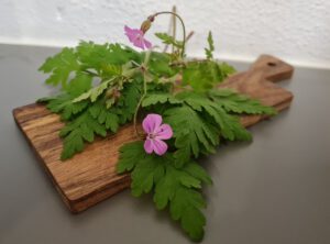 Stinkender Storchenschnabel