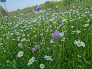 Witwenblume und Margeriten