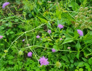Witwenblume Wachstum