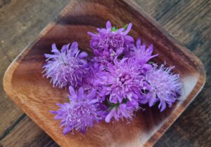 Witwenblume