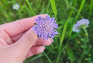 Witwenblume sammeln