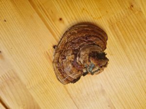 Zunderschwamm ernten