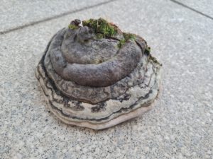 Zunderschwamm