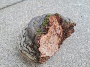Zunderschwamm