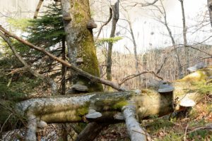 Zunderschwämme im Wald