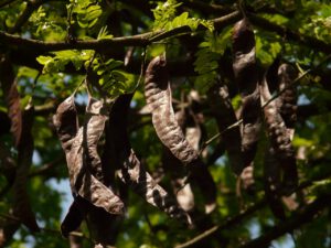 Carob am Baum
