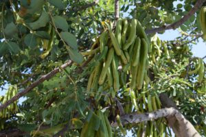 frische carob