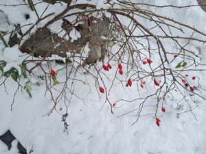 Hagebutten Rose