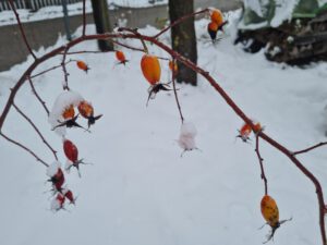 Hagebutten Strauch