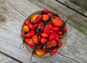 Hagebutte Gesund
