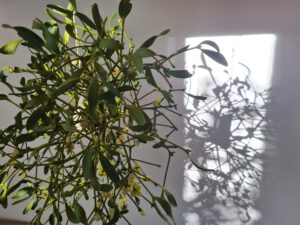 Mistel Verwendung