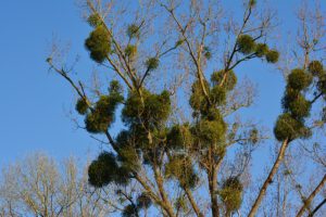 Mistel Baum