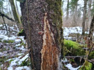 Baumharz sammeln