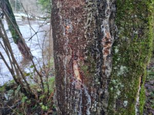 Baumharz sammeln und verwenden