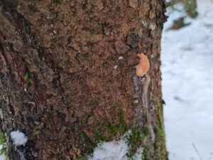 Baumharz Baum
