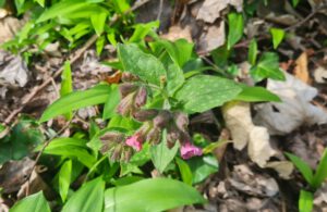 Hänsel und Gretel Kraut Wirkung