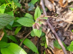 Echtes Lungenkraut Knospen